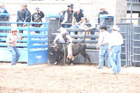 steer riding 5-12-23